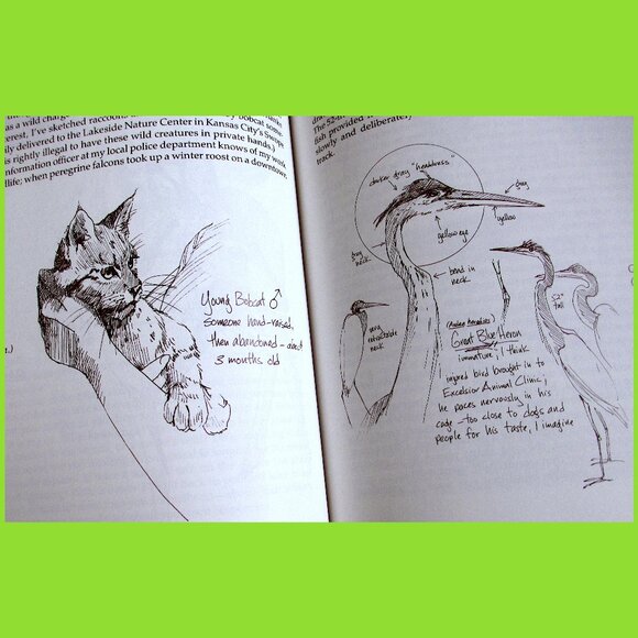 Book: The Sierra Club Guide to Sketching in Nature, by Cathy Johnson - Picture 8 of 16